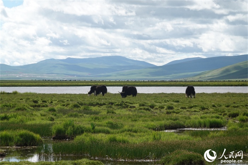 隆寶濕地內(nèi)景色。人民網(wǎng)記者 曹欣悅攝