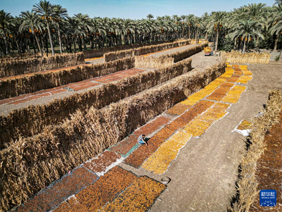 這是8月26日在埃及吉薩省代赫舒爾村拍攝的晾曬的椰棗（無人機(jī)照片）。新華社發(fā)（艾哈邁德·戈馬攝）