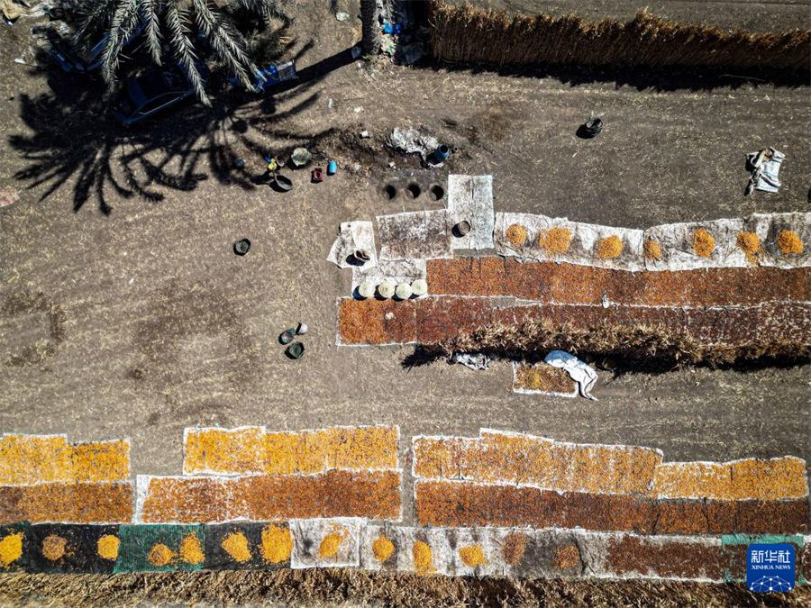 這是8月26日在埃及吉薩省代赫舒爾村拍攝的晾曬的椰棗（無人機照片）。新華社發(fā)（艾哈邁德·戈馬攝）