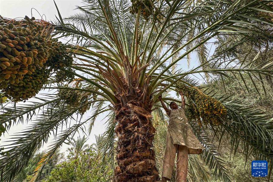 8月26日，在埃及吉薩省代赫舒爾村，村民采摘椰棗。新華社發(fā)（艾哈邁德·戈馬攝）