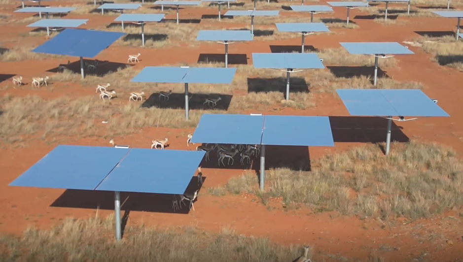 南非紅石100兆瓦塔式熔鹽光熱電站項(xiàng)目的定日鏡下有野生動(dòng)物穿行?？烁晁鳌っ飞晨恕つ咏B阿攝