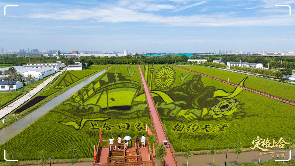 天津市津南區(qū)小站鎮(zhèn)會館村的一幅“上合”主題稻田畫。