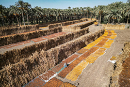 埃及：椰棗收獲季