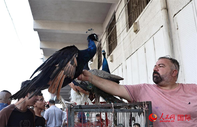 一名商販在逗弄孔雀。人民網(wǎng) 伊納斯·易卜拉欣攝