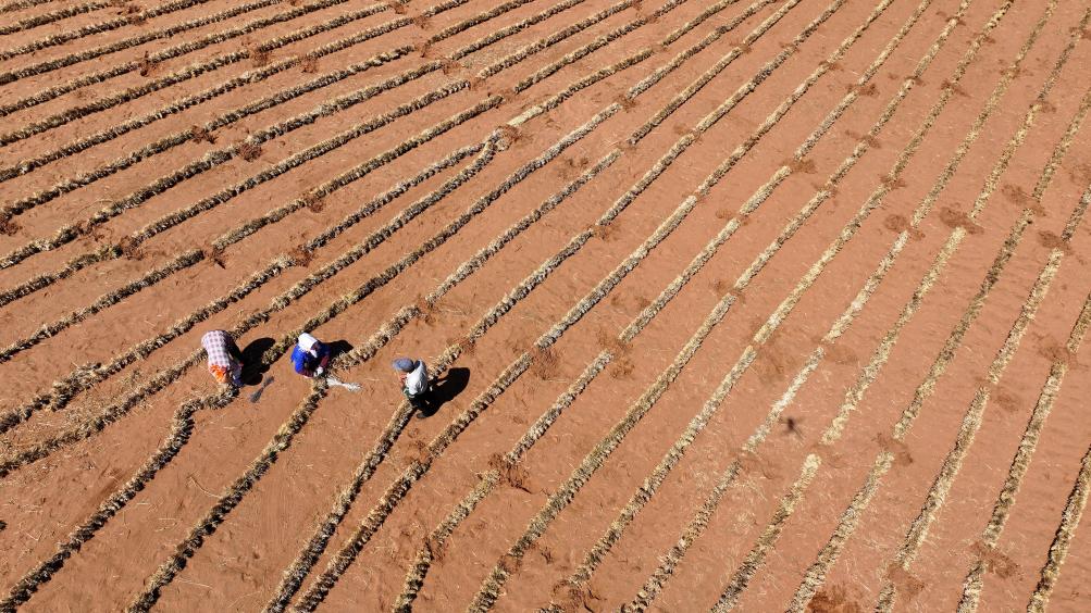 這是6月30日在寧夏中衛(wèi)市長(zhǎng)流水村拍攝的騰格里沙漠東南緣治沙鎖邊工程現(xiàn)場(chǎng)（無(wú)人機(jī)照片）。新華社記者 王鵬 攝