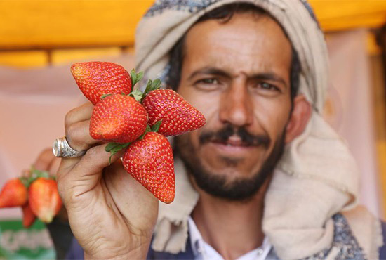 也門薩那舉行農(nóng)業(yè)產(chǎn)品展