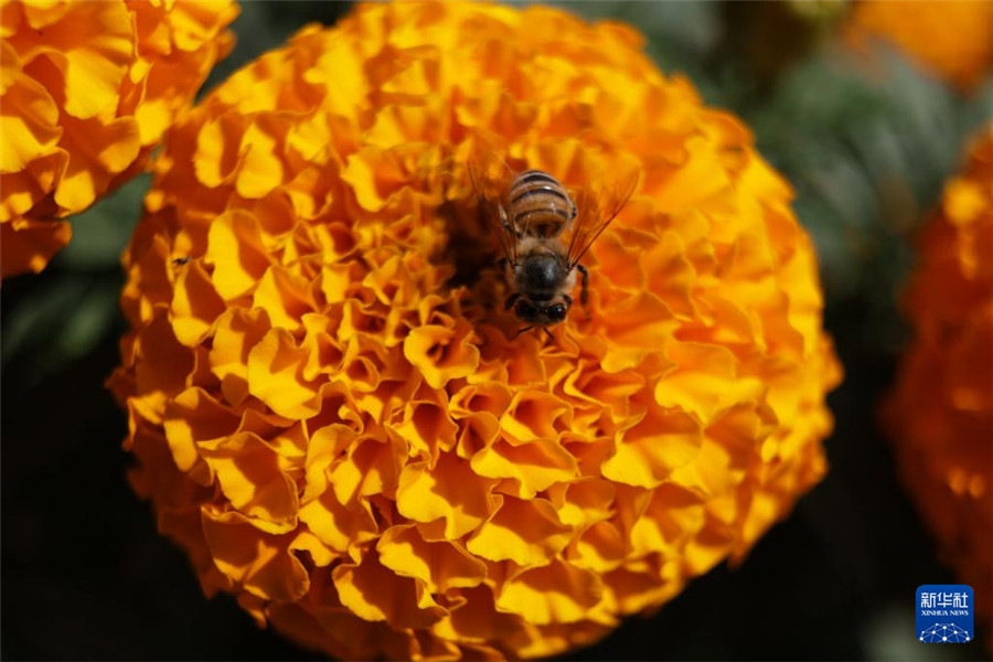 10月21日，在墨西哥首都墨西哥城，一只蜜蜂停留在萬壽菊上。新華社發(fā)（弗朗西斯科·卡涅多攝）
