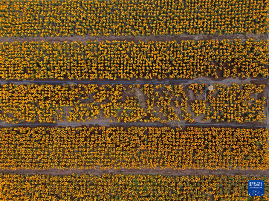 10月21日在墨西哥首都墨西哥城拍攝的萬壽菊花田（無人機(jī)照片）。新華社發(fā)（弗朗西斯科·卡涅多攝）