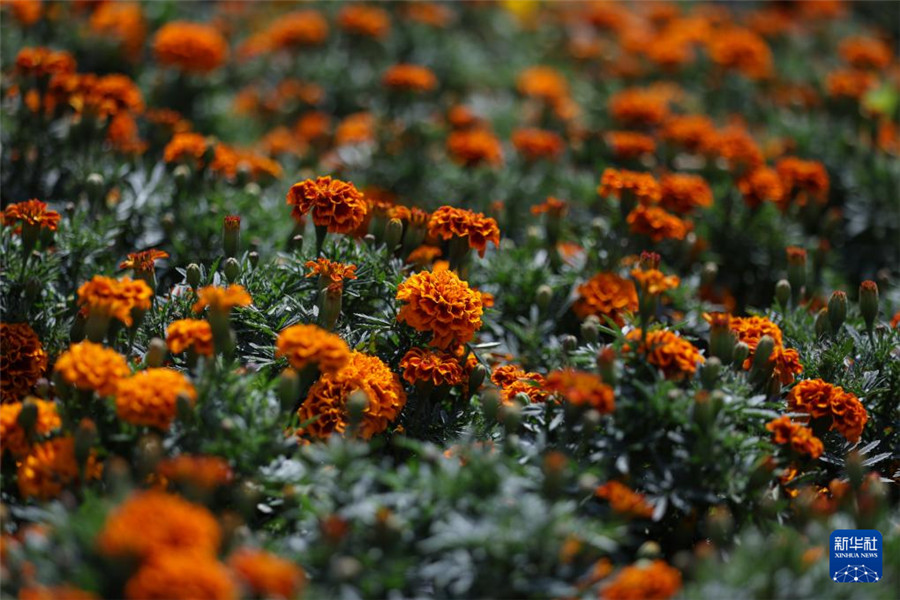 10月21日在墨西哥首都墨西哥城拍攝的萬壽菊花田。新華社發(fā)（弗朗西斯科·卡涅多攝）