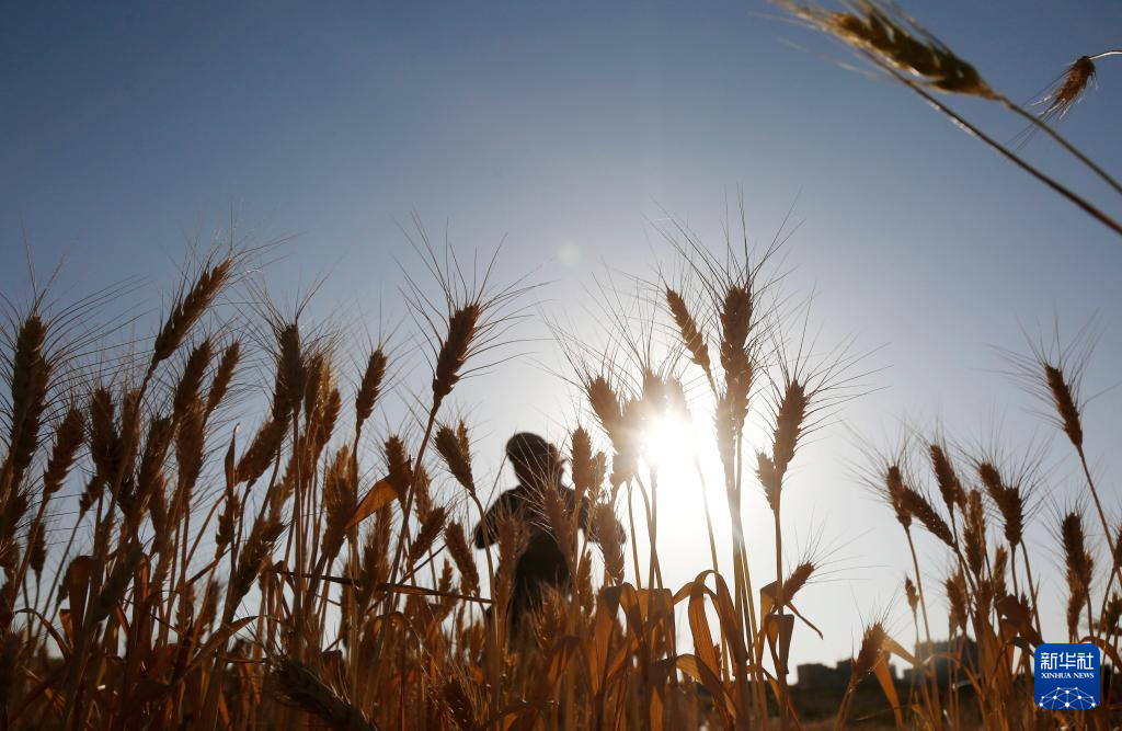 10月31日，在也門首都薩那郊區(qū)，農(nóng)民在地里收割麥子。新華社發(fā)（默罕默德·默罕默德攝）
