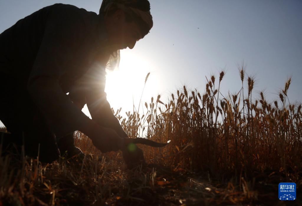 10月31日，在也門首都薩那郊區(qū)，農民在地里收割麥子。新華社發(fā)（默罕默德·默罕默德攝）