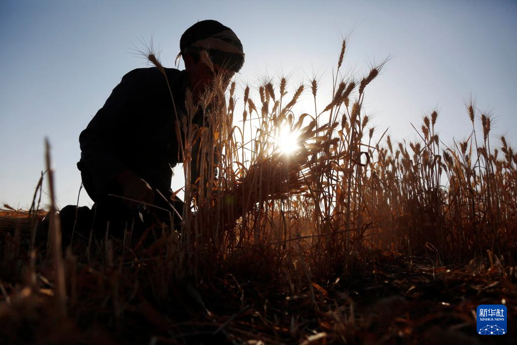 10月31日，在也門首都薩那郊區(qū)，農(nóng)民在地里收割麥子。新華社發(fā)（默罕默德·默罕默德攝）
