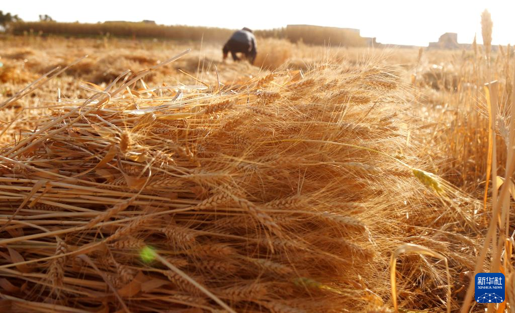10月31日，在也門首都薩那郊區(qū)，農(nóng)民在地里收割麥子。新華社發(fā)（默罕默德·默罕默德攝）