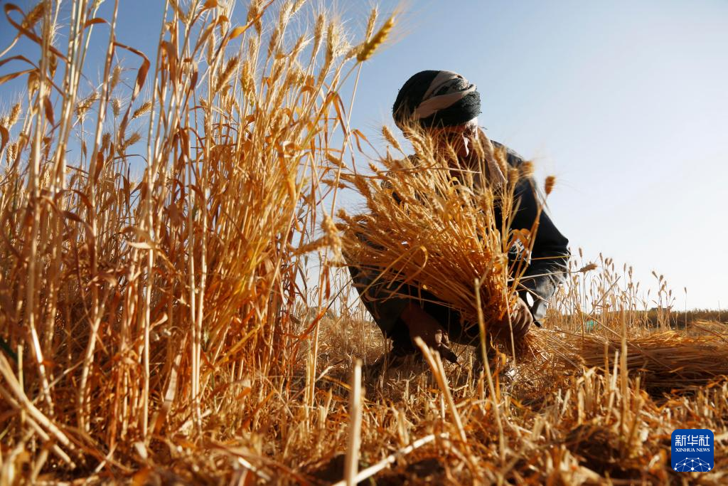 10月31日，在也門首都薩那郊區(qū)，農(nóng)民在地里收割麥子。新華社發(fā)（默罕默德·默罕默德攝）