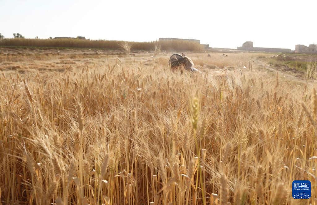 10月31日，在也門首都薩那郊區(qū)，農(nóng)民在地里收割麥子。新華社發(fā)（默罕默德·默罕默德攝）