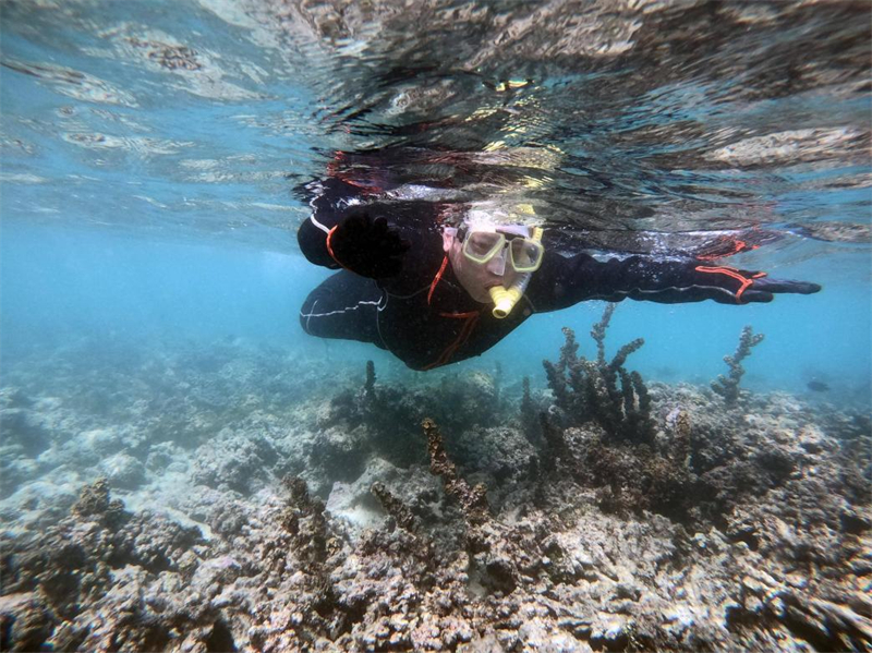 工作人員監(jiān)測珊瑚長勢。山東電建三公司供圖