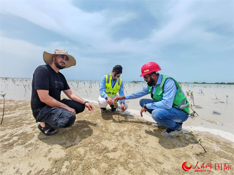 工作人員監(jiān)測紅樹林長勢。人民網(wǎng)記者管克江攝