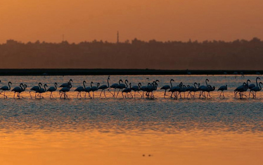 埃及：火烈鳥越冬加龍湖