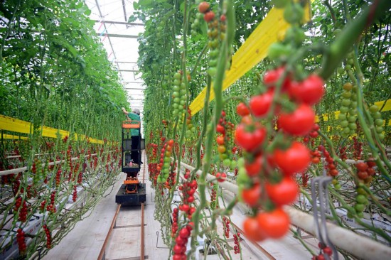   3月4日，在山東省萊西市望城街道凱盛浩豐現(xiàn)代設(shè)施農(nóng)業(yè)產(chǎn)業(yè)園，員工在采摘西紅柿。新華社記者李紫恒攝