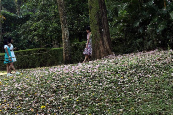 4月2日，在斯里蘭卡康提，人們在開花的樹下休閑。新華社發(fā)（加揚·薩米拉攝）