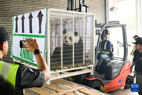 5月18日，在馬來(lái)西亞吉隆坡國(guó)際機(jī)場(chǎng)，工作人員運(yùn)送大熊貓。新華社記者 程一恒 攝