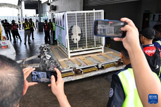 5月18日，在馬來西亞吉隆坡國際機場，工作人員運送大熊貓。新華社記者 程一恒 攝