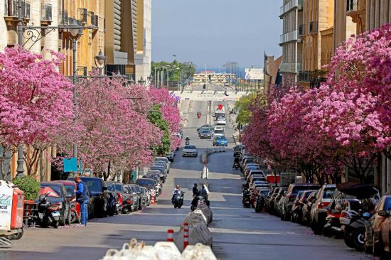 　3月18日，黎巴嫩首都貝魯特的一條街道旁鮮花盛開。新華社發(fā)（比拉爾·賈維希攝）