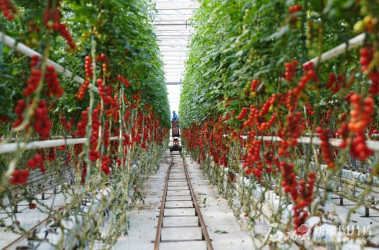 5月26日，在新疆高新植物工廠科技開發(fā)股份有限公司生產(chǎn)基地，紅彤彤的西紅柿惹人喜愛。
