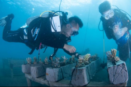 拯救珊瑚礁，保護(hù)美麗海底花園——巴厘島電站珊瑚放養(yǎng)。（中國(guó)華電供圖）