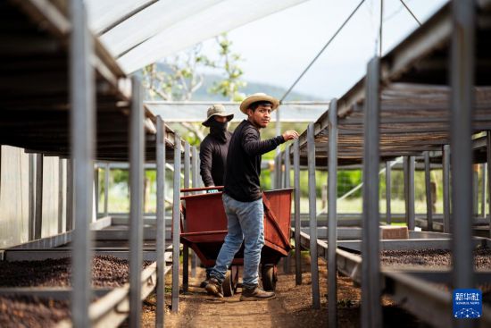 巴拿馬精品咖啡協(xié)會8月7日宣布，在當(dāng)天結(jié)束的2025年“巴拿馬最佳咖啡”線上拍賣會上，巴拿馬翡翠莊園出品的一款水洗瑰夏咖啡以每公斤30204美元成交，刷新咖啡拍賣單價紀(jì)錄。新華社記者 許詠政 攝