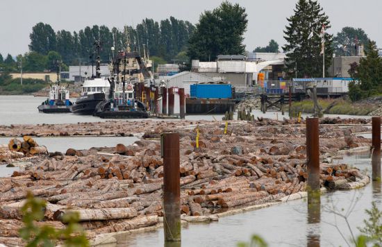 這是8月5日在加拿大里士滿拍攝的弗雷澤河上的木材。加拿大總理卡尼5日宣布，受美國加征關(guān)稅等因素影響，政府將提供12億加元支持加拿大軟木材行業(yè)發(fā)展。新華社發(fā)（梁森攝）