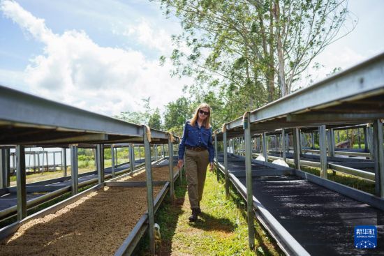 巴拿馬精品咖啡協(xié)會8月7日宣布，在當(dāng)天結(jié)束的2025年“巴拿馬最佳咖啡”線上拍賣會上，巴拿馬翡翠莊園出品的一款水洗瑰夏咖啡以每公斤30204美元成交，刷新咖啡拍賣單價紀(jì)錄。新華社記者 許詠政 攝