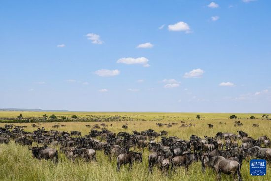 　　7月31日，在肯尼亞馬賽馬拉國家保護區(qū)，成群的角馬在草原上覓食。新華社記者 韓旭 攝