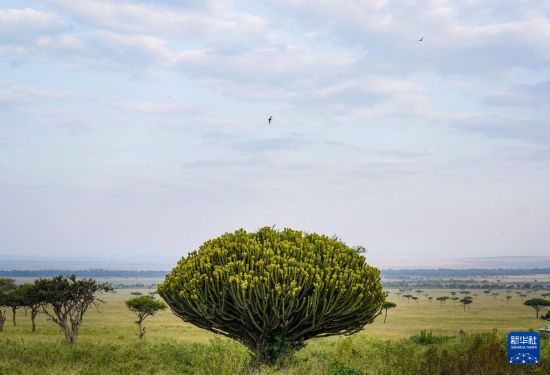 　　這是7月30日拍攝的肯尼亞馬賽馬拉國家保護區(qū)一隅。新華社記者 韓旭 攝