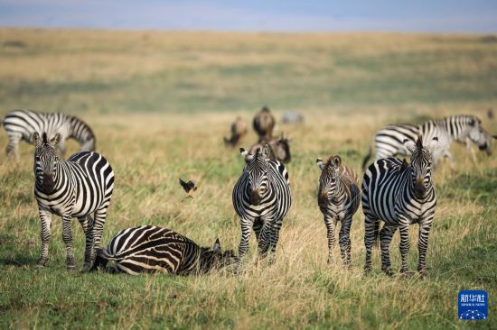 　　7月29日，在肯尼亞馬賽馬拉國家保護區(qū)，斑馬在草原上活動。新華社記者 韓旭 攝