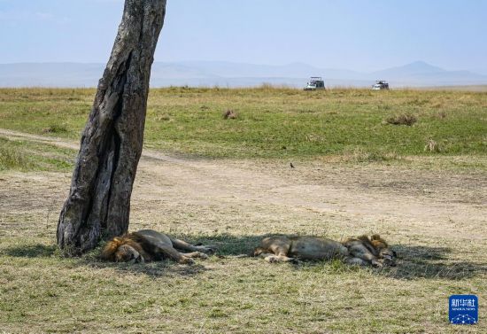　　7月31日，在肯尼亞馬賽馬拉國家保護區(qū)，獅子在草原上休息。新華社記者 韓旭 攝