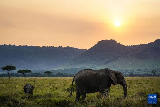 　　7月29日，在肯尼亞馬賽馬拉國家保護區(qū)，大象在日落時分的草原上活動。新華社記者 韓旭 攝