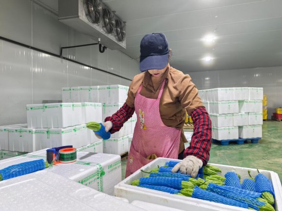 在寧夏興耘田現(xiàn)代農(nóng)業(yè)開發(fā)有限公司冷庫中，工人正在封裝蔬菜。新華社記者 馬思嘉 攝