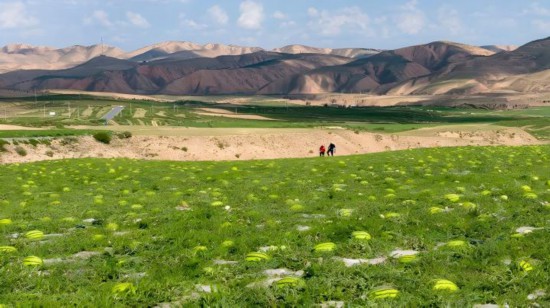 農(nóng)戶在中衛(wèi)市沙坡頭區(qū)香山鄉(xiāng)硒砂瓜瓜田勞作。新華社記者 王鵬 攝