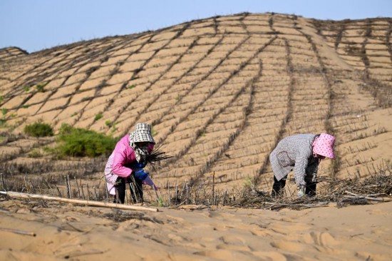 9月12日，工人在杭錦旗境內(nèi)的庫布其沙漠里鋪設(shè)沙障。新華社記者 李志鵬 攝