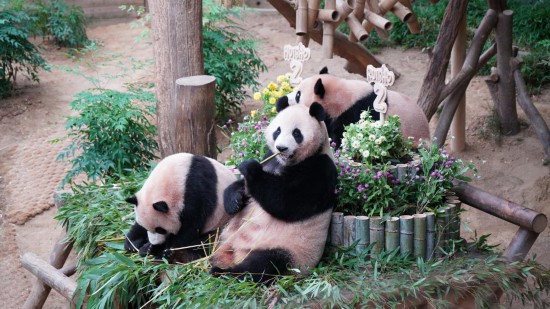 2025年7月7日，在韓國京畿道龍仁市愛寶樂園，大熊貓媽媽“愛寶”（中）和“睿寶”、“輝寶”在慶生活動(dòng)上享用美食。新華社發(fā)（孫一然攝）