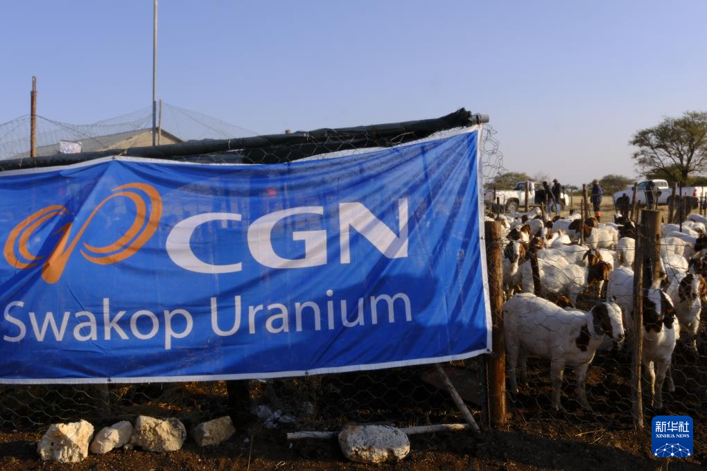 這是7月26日在納米比亞烏薩科斯拍攝的“希望農(nóng)場”項目中將向農(nóng)戶發(fā)放的牲畜。新華社記者 林晶 攝