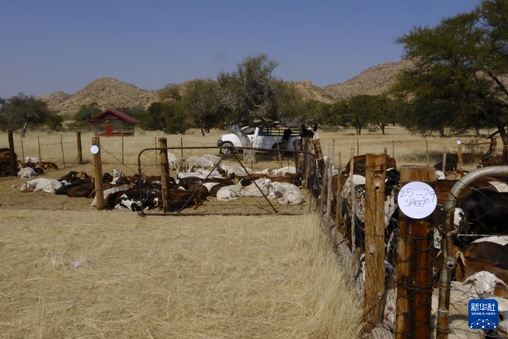 這是7月26日在納米比亞烏薩科斯拍攝的“希望農(nóng)場”項目中將向農(nóng)戶發(fā)放的牲畜。新華社記者 林晶 攝