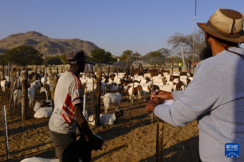 7月26日，在納米比亞烏薩科斯，“希望農(nóng)場”項目工作人員查看牲畜情況并進行登記。新華社記者 林晶 攝