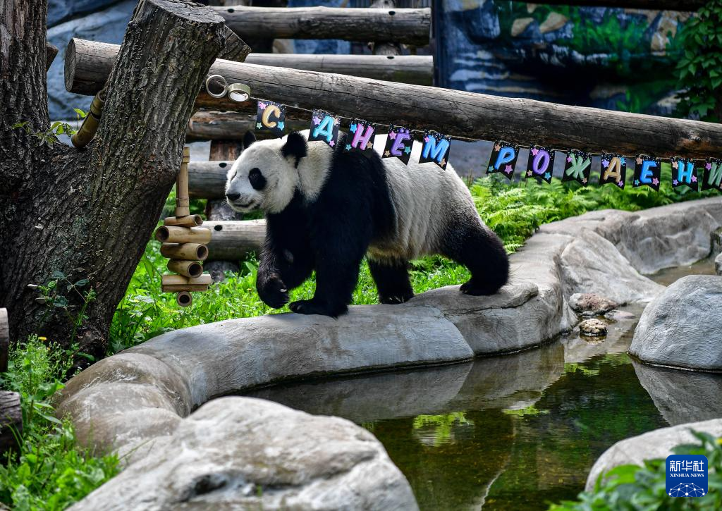 7月30日，在俄羅斯莫斯科動(dòng)物園，旅俄大熊貓“丁丁”收到生日禮物。新華社記者 張超群 攝